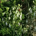 Galtonia candicans — Summer hyacinth
