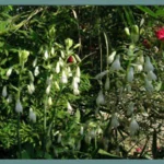 Galtonia candicans — Jacinthe du Cap