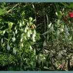 Galtonia candicans — Jacinthe du Cap