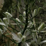 Albuca nelsonii