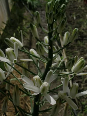 Albuca nelsonii