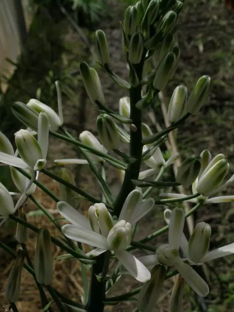 Albuca nelsonii