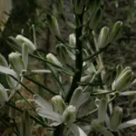 Albuca nelsonii