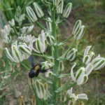 Albuca nelsonii — Albuca