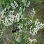 Albuca nelsonii — Albuca