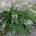 Albuca nelsonii — nelsonii