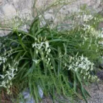 Albuca nelsonii — nelsonii