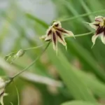 Melasphærula ramosa