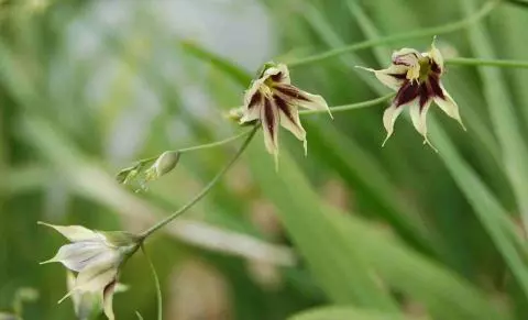 Melasphærula ramosa