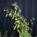 Melasphærula ramosa — ramosa
