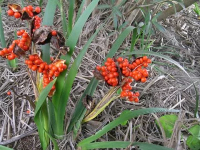 Iris foetidissima