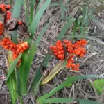 Iris foetidissima