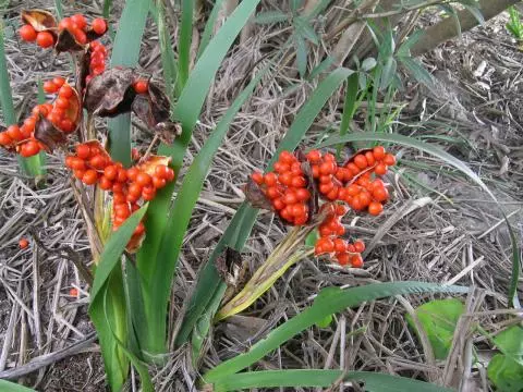 Iris foetidissima