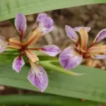 Iris foetidissima — Iris