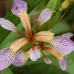 Iris foetidissima — gigot