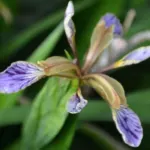 Iris foetidissima — foetidissima