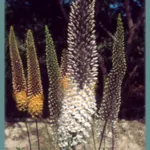 Eremurus olgae jeune griffes ex semis
