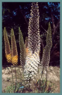 Eremurus olgae jeune griffes ex semis