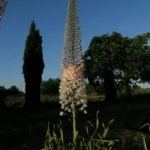 Eremurus olgae jeune griffes ex semis — Eremurus