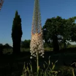 Eremurus olgae jeune griffes ex semis — Eremurus