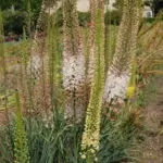 Eremurus olgae jeune griffes ex semis — olgae