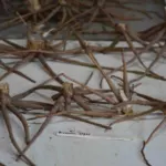 Eremurus olgae jeune griffes ex semis — photo 4