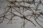 Eremurus olgae jeune griffes ex semis — photo 5
