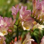 Freesia corymbosa