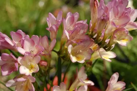 Freesia corymbosa