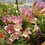 Freesia corymbosa — Freesia