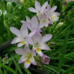 Freesia corymbosa — corymbosa