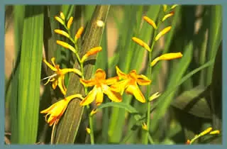 Crocosmia crocosmiiflora x Norwich Canary