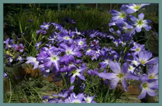Leucocoryne coquimbensis