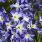 Leucocoryne coquimbensis — coquimbensis