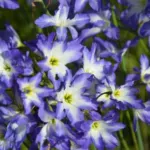 Leucocoryne coquimbensis — coquimbensis