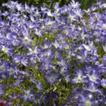 Leucocoryne coquimbensis — Leucocoryne
