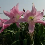 Crinum powellii x rose