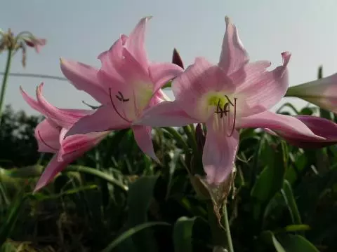 Crinum powellii x rose