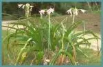 Crinum powellii x rose — Crinole
