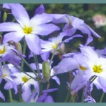 Leucocoryne ixioides — coquimbensis