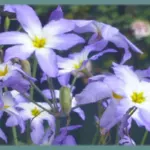 Leucocoryne ixioides — coquimbensis