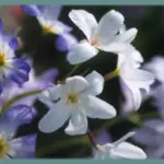 Leucocoryne ixioides — Leucocoryne