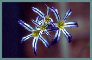 Leucocoryne vittata huilli pyama