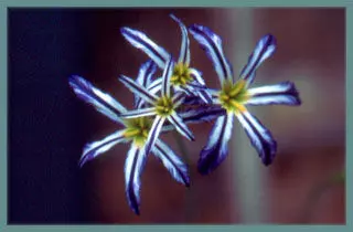 Leucocoryne vittata huilli pyama