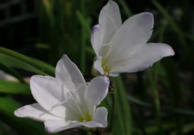 Sparaxis bulbifera bulbifera (blanc)