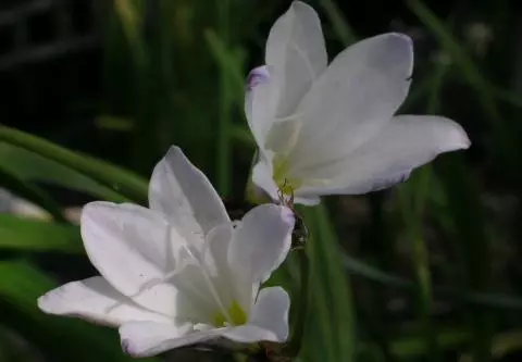 Sparaxis bulbifera bulbifera (blanc)