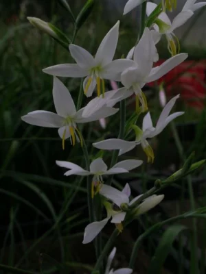 Hesperantha bachmanni /100