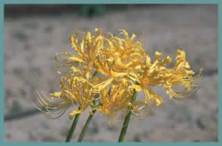 Lycoris traubii