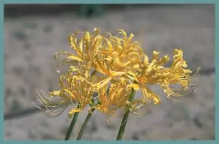 Lycoris traubii