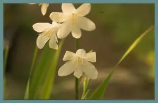 Watsonia borbonica ardernei ‘Arderne’s White’